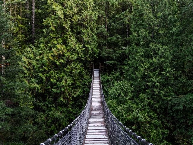  Suspension bridge in the forest of Vancouver.