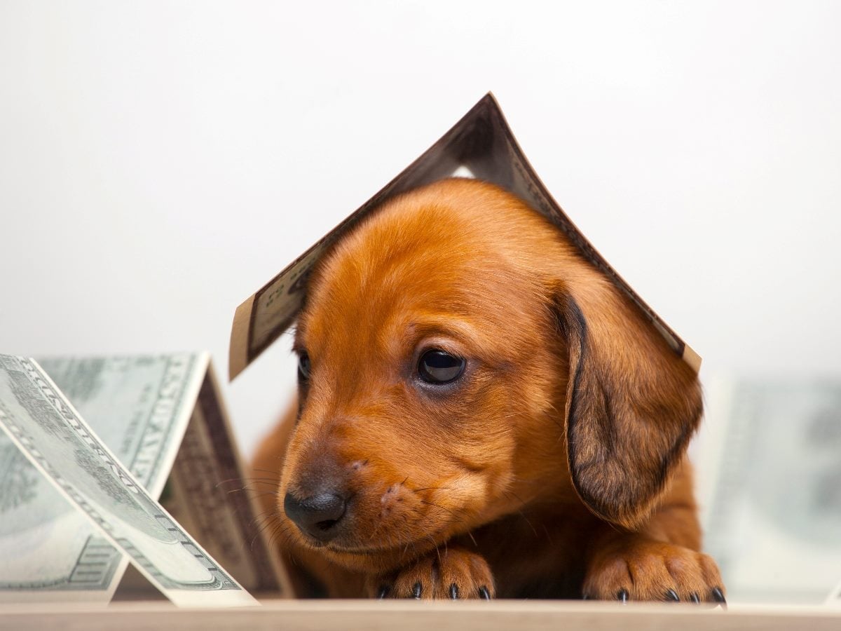 A small brown puppy peeks out from behind folded U.S. dollar bills, with one bill draped over its head like a tent.