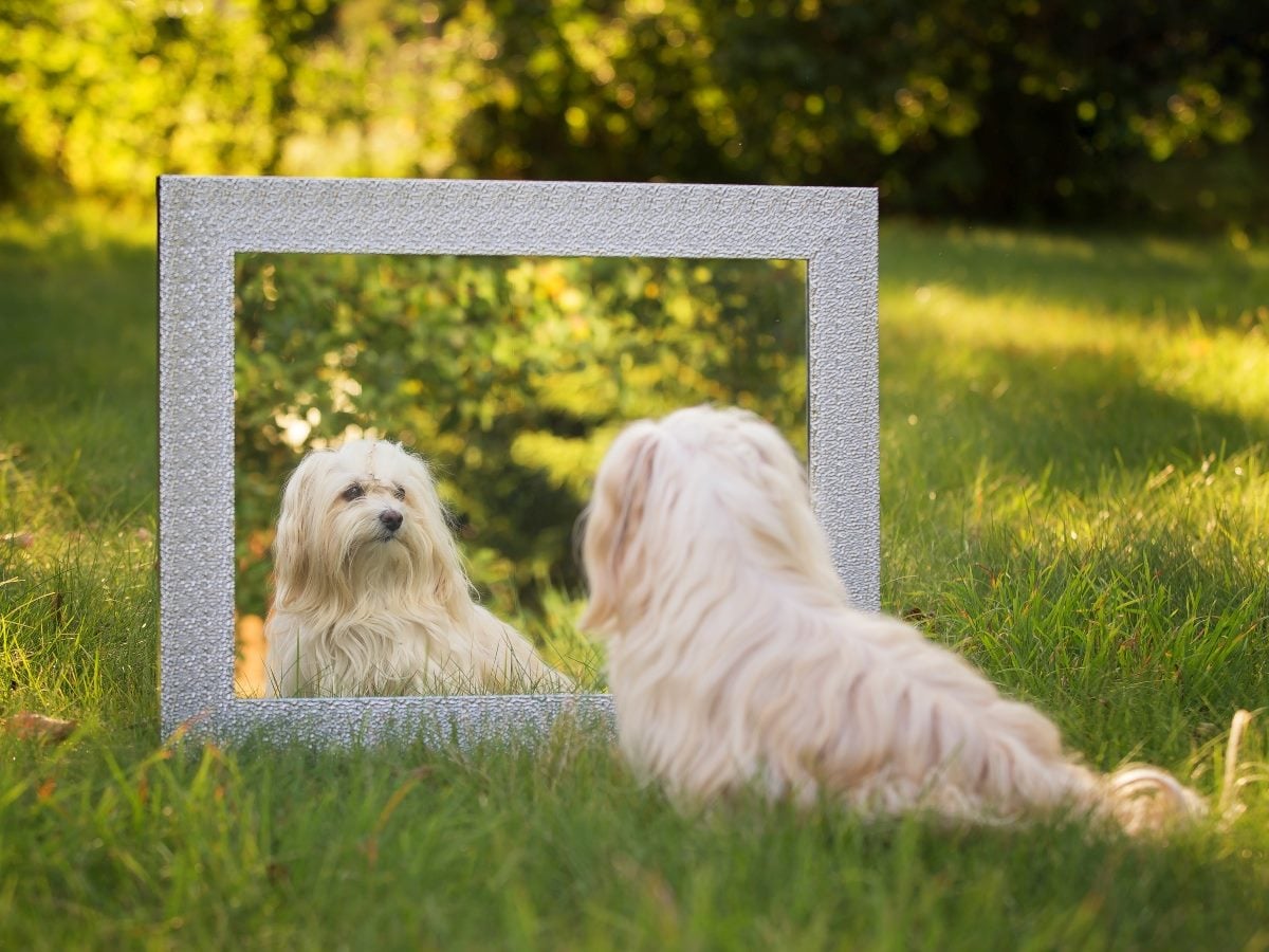 A small white long-haired dog sits in a grassy outdoor setting, gazing into a large framed mirror. The dog's reflection appears centered within the mirror, creating a visual metaphor for self-reflection, identity and perception. Sunlight filters through the trees in the softly blurred background.