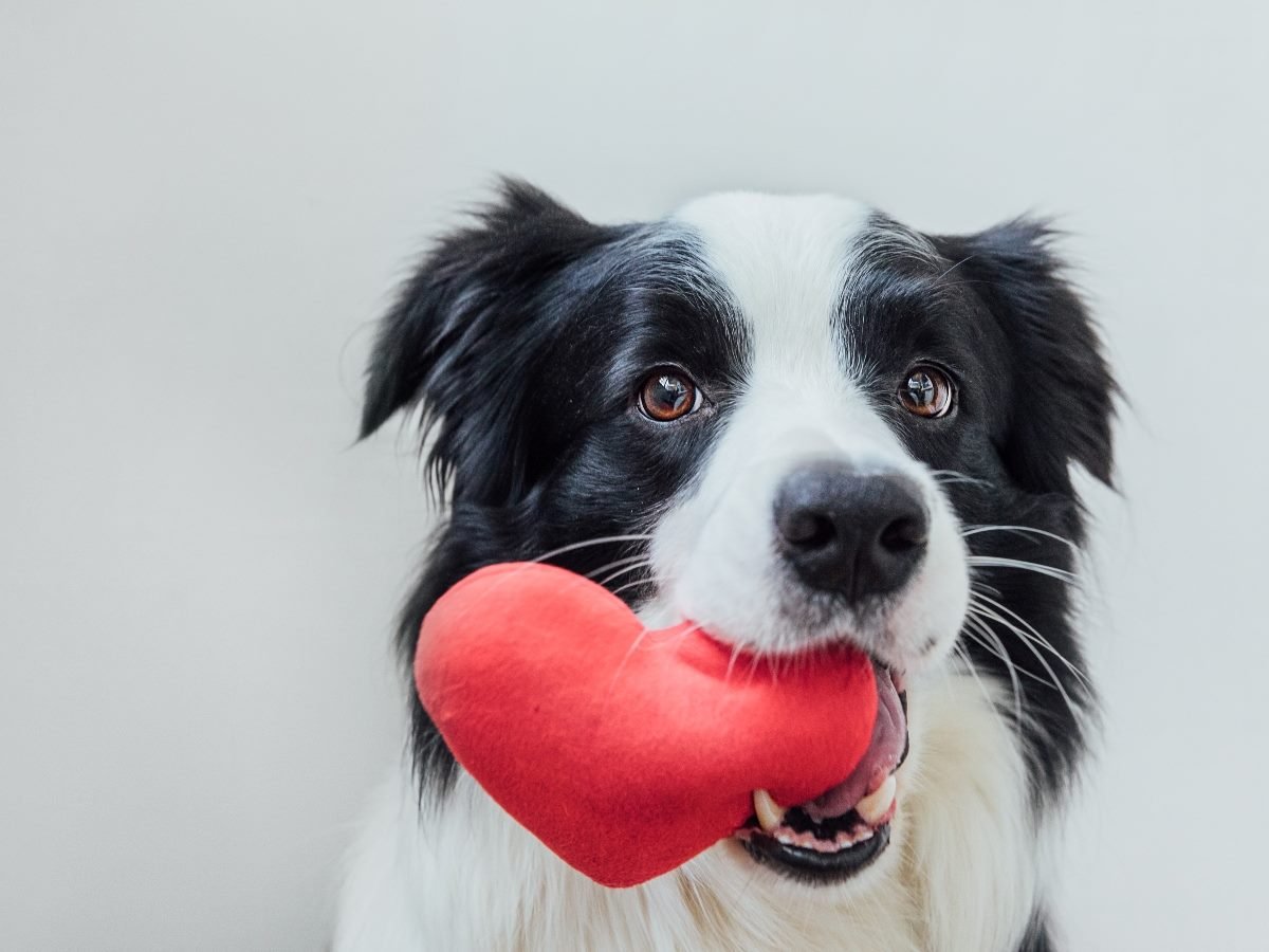 Close-up of a black and white dog holding a red heart-shaped toy in its mouth against a light background.