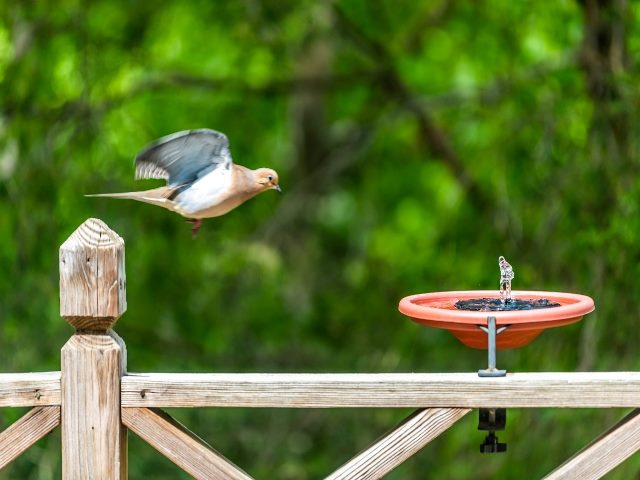 Mourning dove one bird flying over wooden railing deck or porch of house in Virginia summer with green forest foliage background towards solar water 
