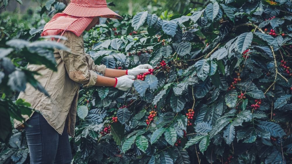 A worker wearing a red short and hat with neck covering harvests ripe red coffee beans in piece about Starbucks protests and PR crisis management.