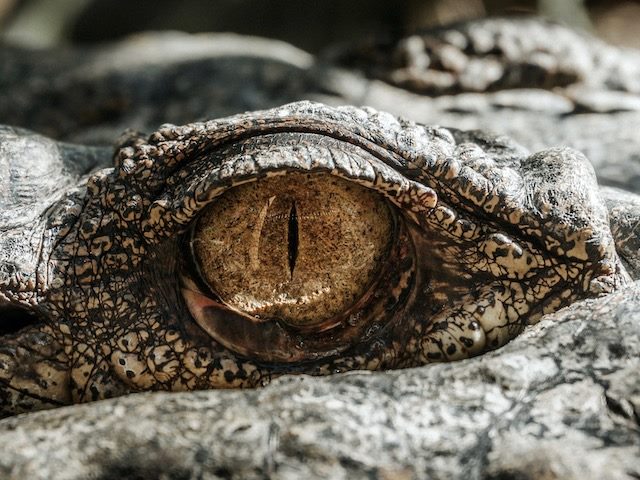 close up of an alligator's eye