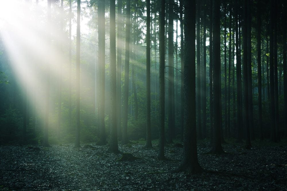 A serene forest scene with tall, slender trees. Sunlight filters through the dense canopy, creating beams of light that illuminate the mist and the forest floor covered with fallen leaves in piece about the Data & Trust Alliance.