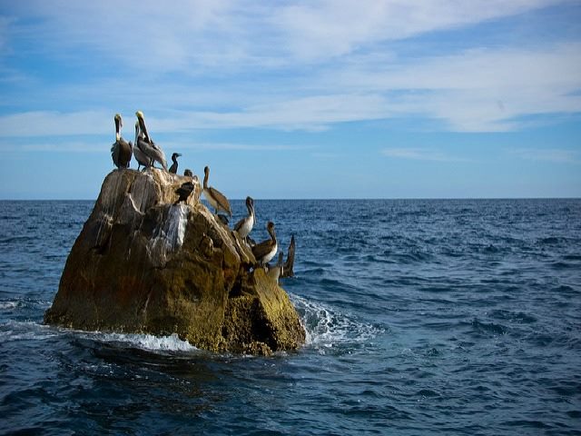 birds gathering on rock