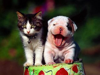 2015-16-January-Cats-Dogs.jpg