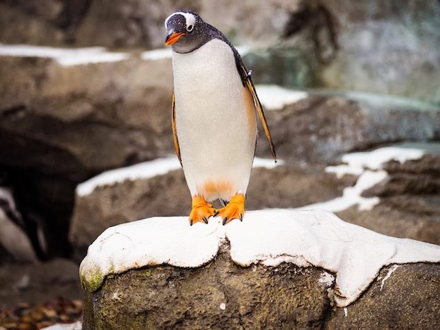 emperor penguin hesitating to jump