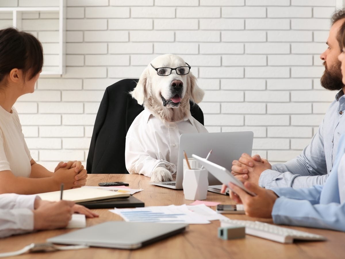 A golden retriever wearing eyeglasses and a white dress shirt sits at the head of a conference table behind a laptop, appearing to lead a business meeting. Several employees face the dog while reviewing documents, tablets and laptops, creating a humorous office scene that symbolizes leadership, collaboration and workplace culture.