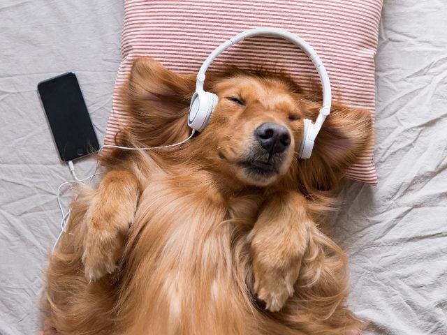 A Golden Retriever wearing headphones listening to music.