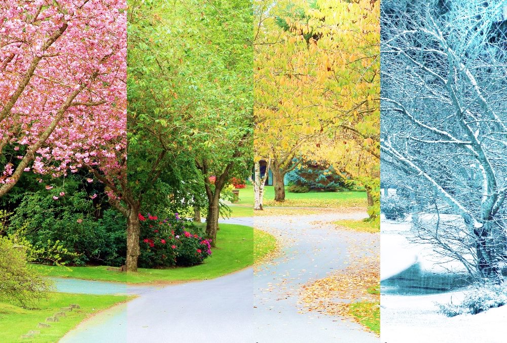A composite collage of four images of one street lined with cherry trees photographed in all four seasons, with pink blossoms, green leaves, golden leaves and bare branches, from the exact same location in piece about the customer lifecycle journey.