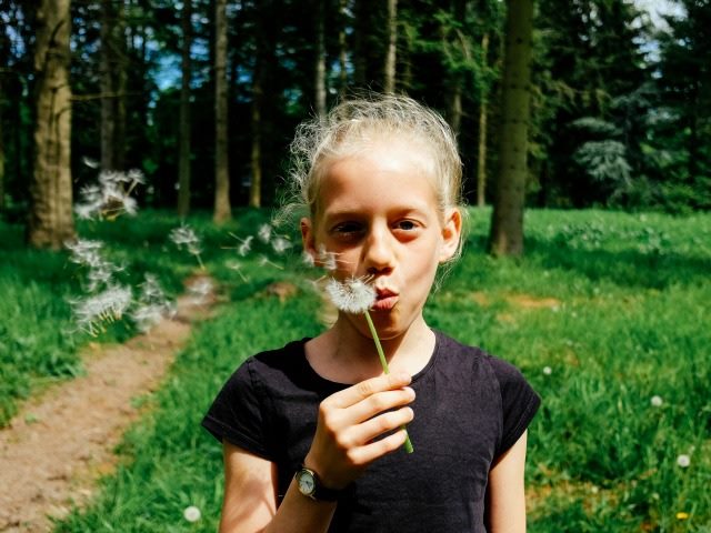 blowing dandelions
