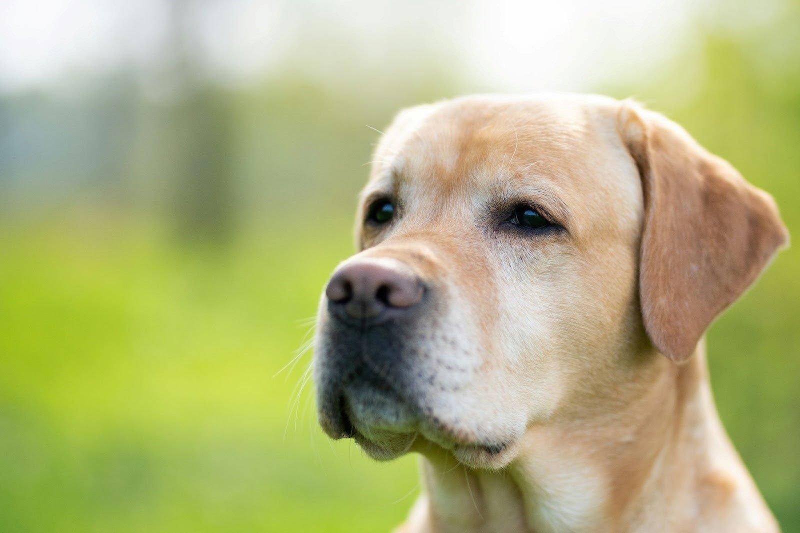 focused listening dog