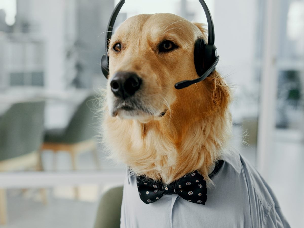 Golden retriever wearing a headset and bow tie, seated at a desk in a modern office, humorously representing a contact center agent.