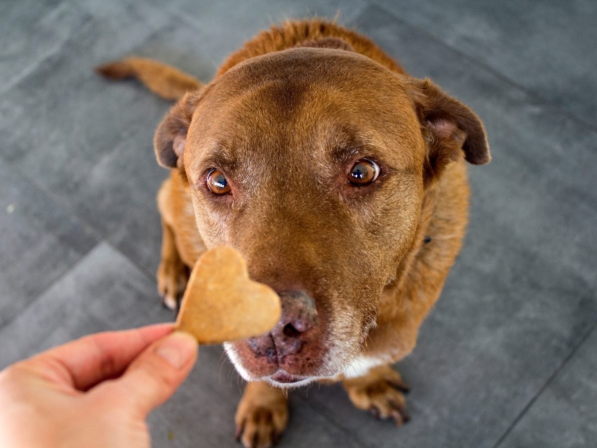 A brown dog looking up intently at a person holding a heart-shaped treat close to its nose.