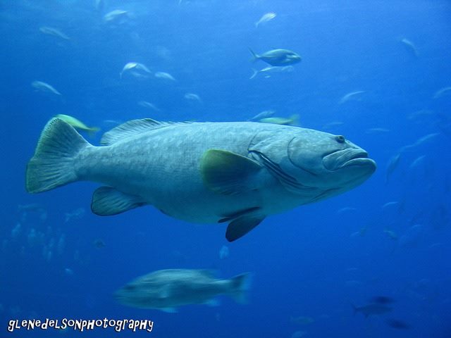 Appcelerator Eyes Big Fish in Mobile App Dev Space