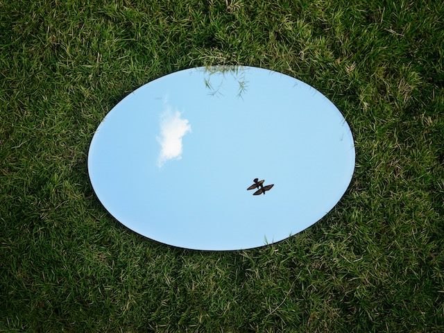 mirror  in grass  reflecting a  bird  flying in the sky