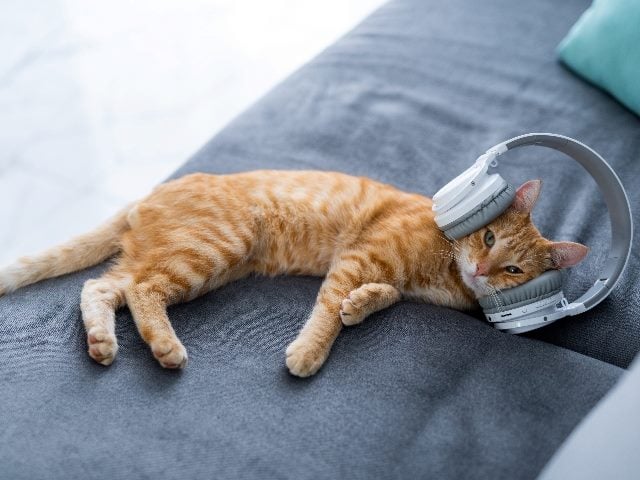 A tan/white-striped cat laying down with headphones on.