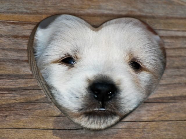 puppy love