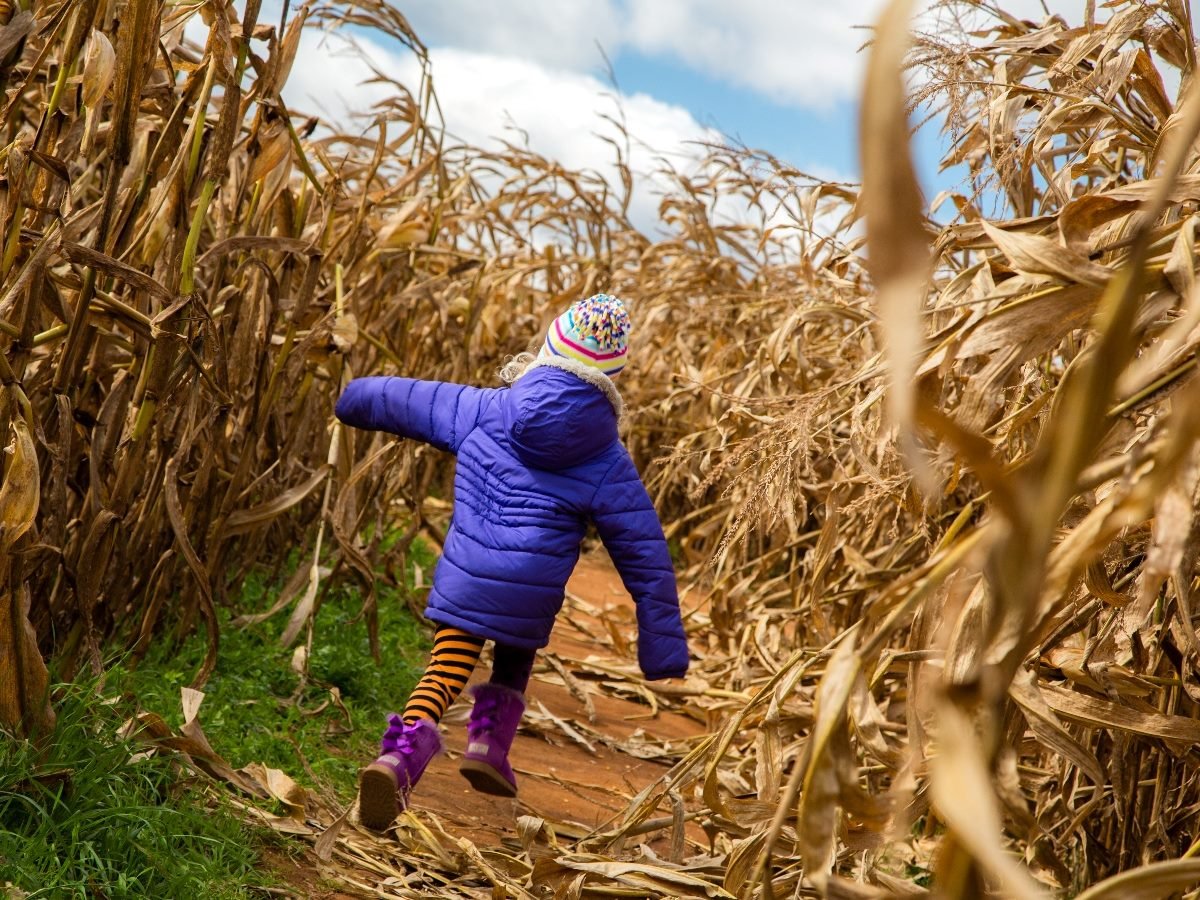 Child wearing a colorful winter hat, purple coat and striped leggings running through a corn maze lined with tall, dry stalks on a bright autumn day.