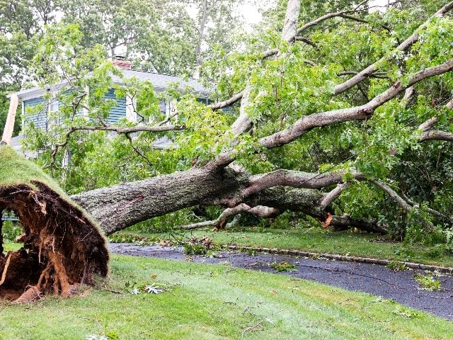  Tree falls over driveway and on to house during a tropical storm. 
