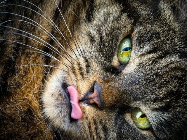 close up of a cat's eyes