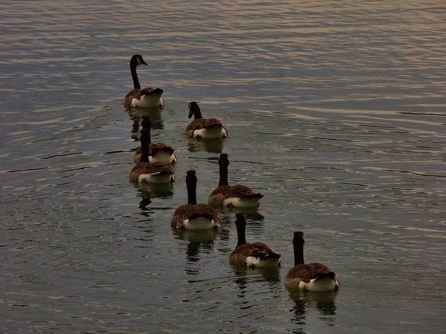 duck leaders