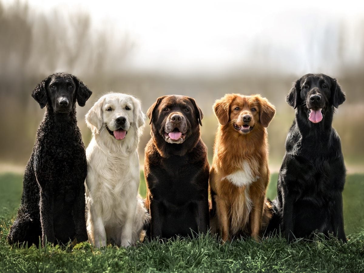 Five dogs of different breeds sit side by side on grass outdoors, facing the camera, with a softly blurred natural background.