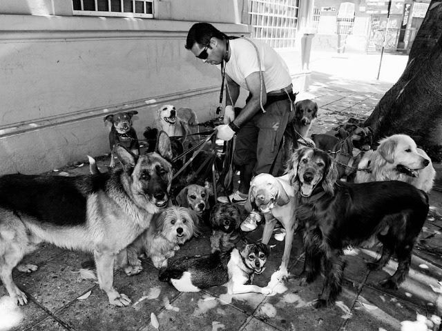 dogwalker