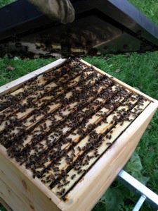 2014-24-October-Beehive.jpg