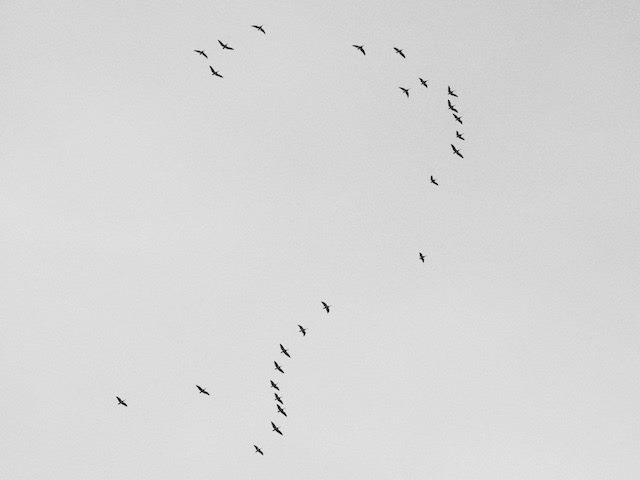 birds flying in a question mark formation