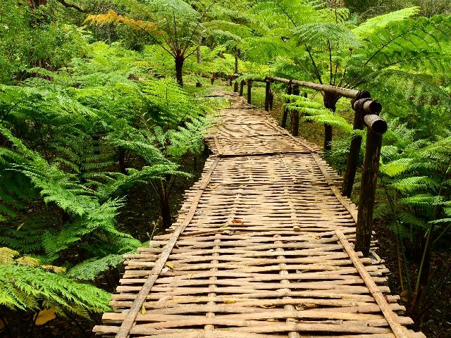 A bamboo bridge is surrounded by rich green ferns symbolizing customer journey orchestration in the Asia Pacific region. 