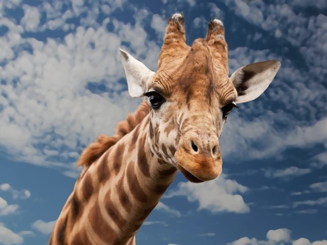 giraffe with a funny facial expression