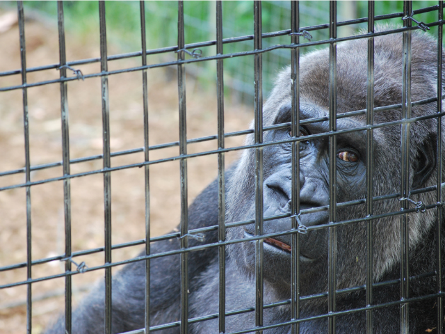 Free the Web From Google Cage the IT Gorillas OWF14