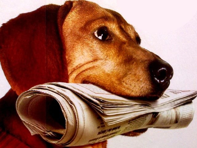 A dog holding a newspaper in it's mouth