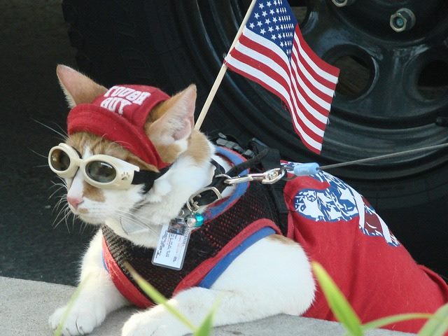 Patriotic cat