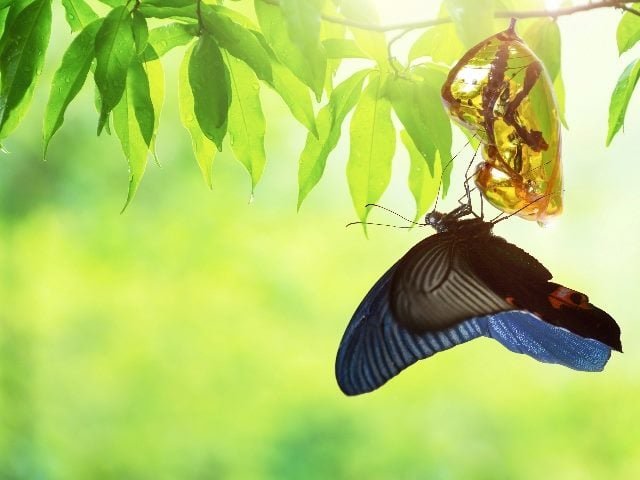  Butterfly and cocoon.  