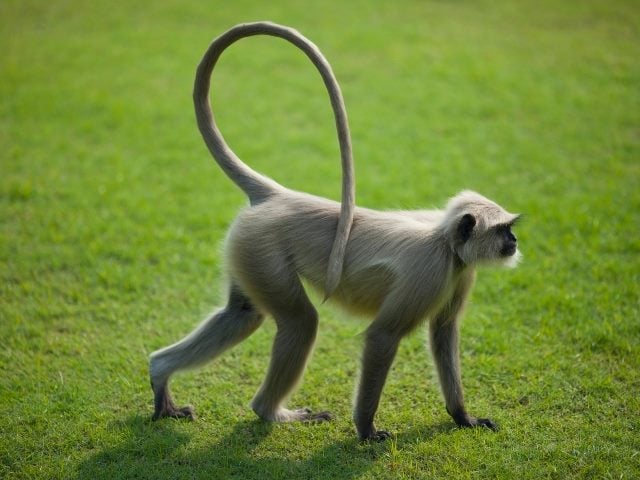 Monkey with a long tail walks on the green grass in India, representing the long tail of composable digital experiences. 