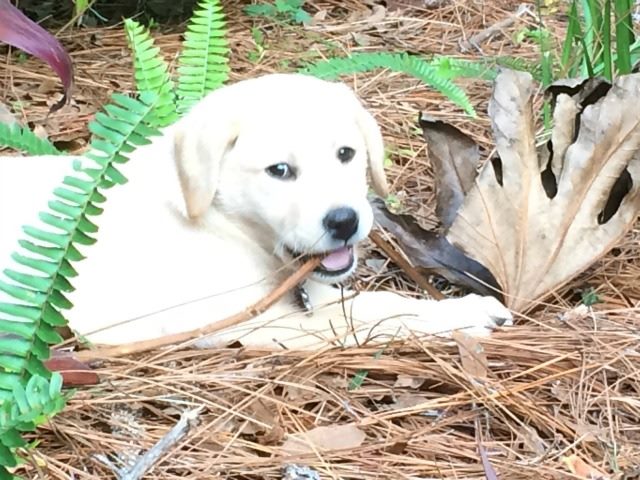 puppy at play