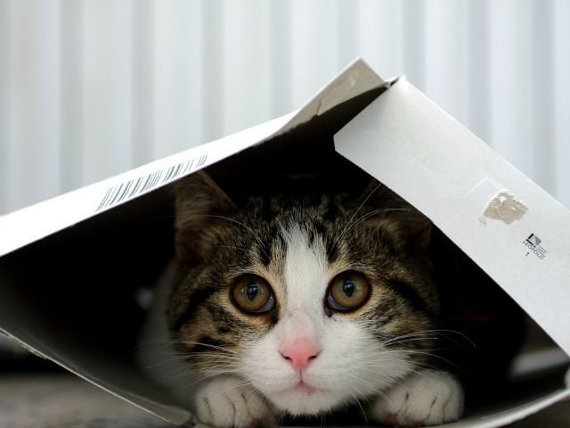Cat in a box