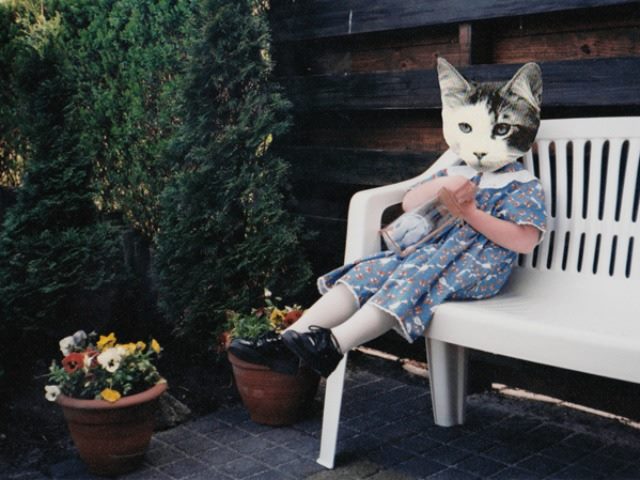 Garden cat