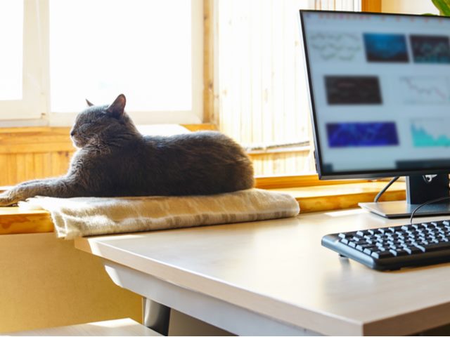 home office setting with computer in foreground and cat in background on windowsill