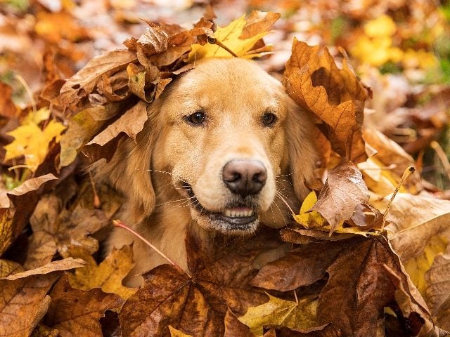  Golden Retriever dog in a pile of leaves.