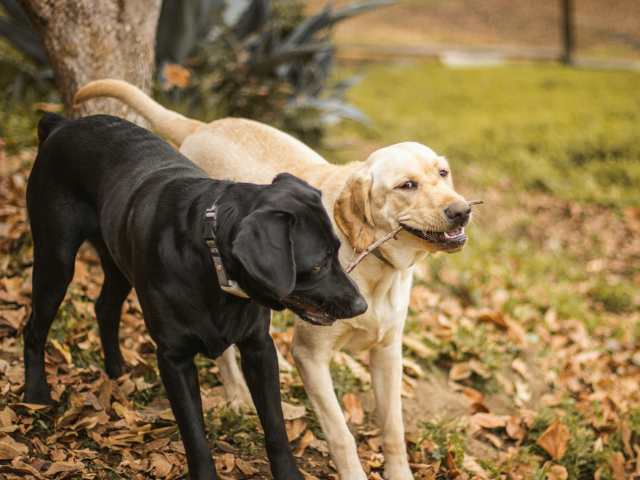 Two dogs chewing on a stick 