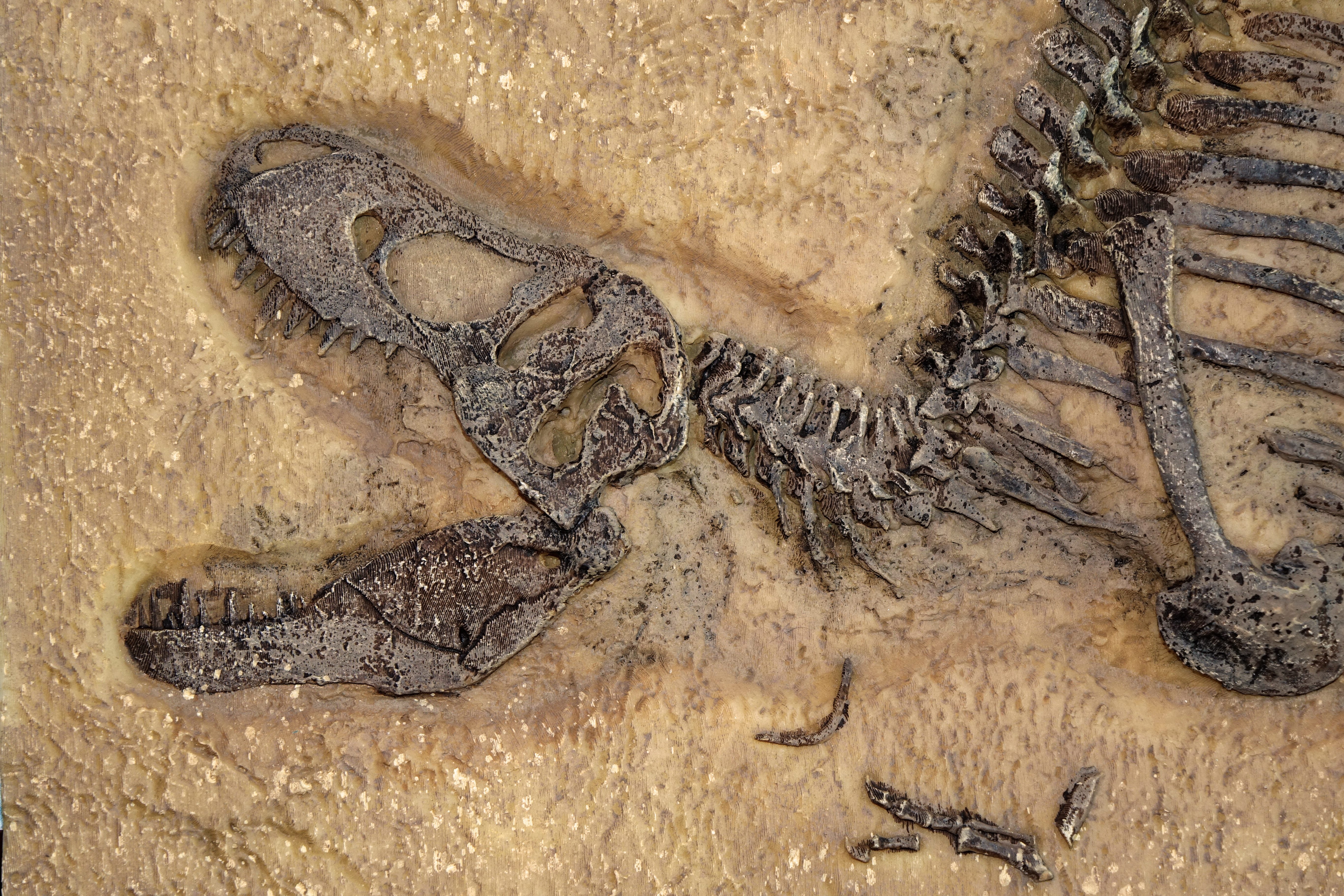 Dinosaur fossils