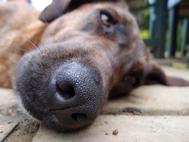 top dog laying down