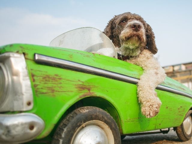 Dog in driver's seat of a small retro car model. 