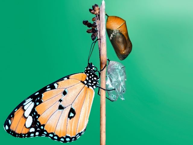 Monarch Butterfly, pupae and cocoons are suspended on a branch against a green background in piece about digital customer experience change. 