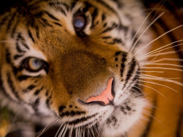 tiger close up