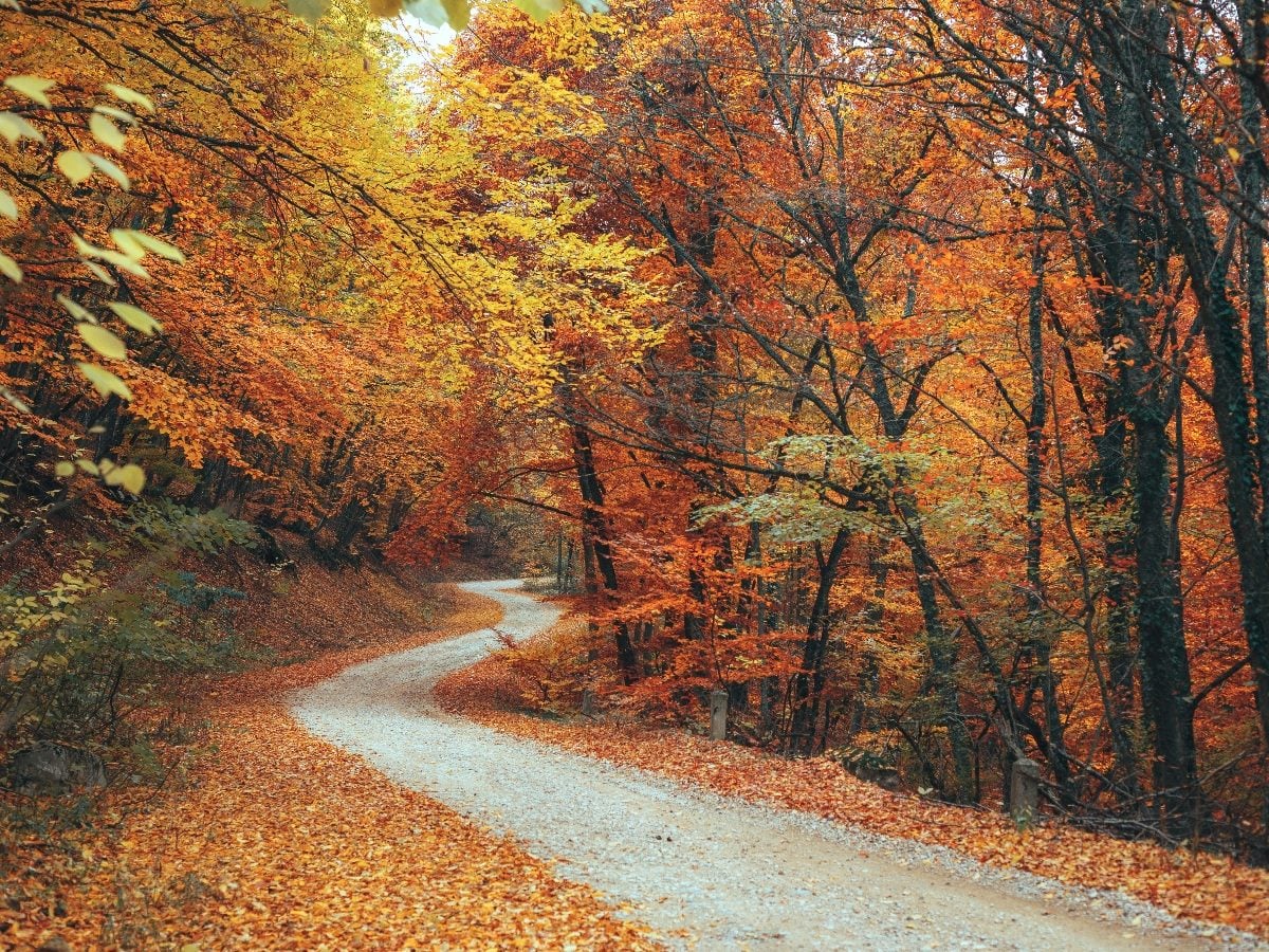 A winding gravel path curves through a dense forest filled with bright autumn foliage in shades of orange, gold, and red. Fallen leaves blanket the ground as sunlight filters softly through the trees.