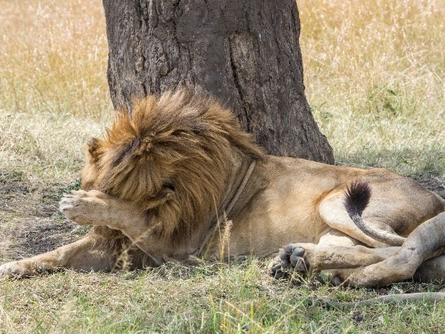 Lion laying down covering his face with one of his paws in the Maasai Mara, Kenya. 